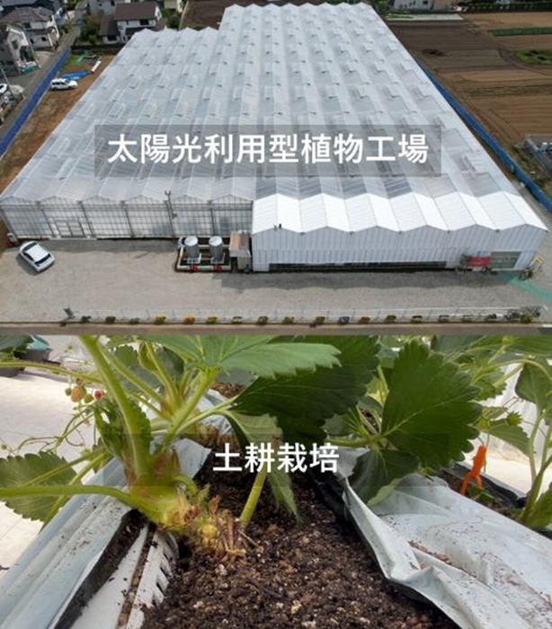 太陽光利用型植物工場 × 土耕栽培