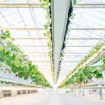 「the BERRY YOKOHAMA」が12月13日より　 今シーズンのいちご狩りを開始！　 昨季11,448名来場の人気いちご狩り、年末年始も特別営業