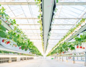 「the BERRY YOKOHAMA」が12月13日より　 今シーズンのいちご狩りを開始！　 昨季11,448名来場の人気いちご狩り、年末年始も特別営業