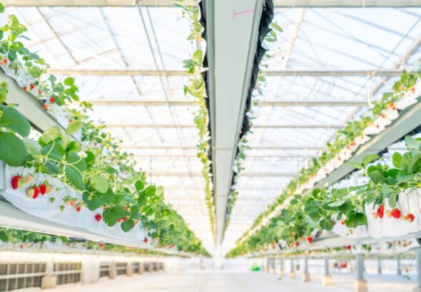 「the BERRY YOKOHAMA」が12月13日より　 今シーズンのいちご狩りを開始！　 昨季11,448名来場の人気いちご狩り、年末年始も特別営業