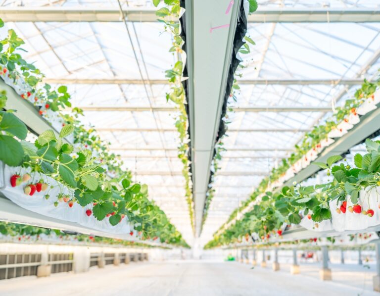 「the BERRY YOKOHAMA」が12月13日より　 今シーズンのいちご狩りを開始！　 昨季11,448名来場の人気いちご狩り、年末年始も特別営業